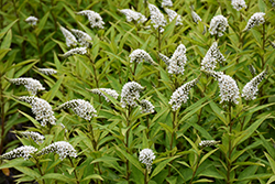 Gooseneck Loosestrife (Lysimachia clethroides) at Lakeshore Garden Centres