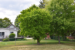 Common Mulberry (Morus alba) at Lakeshore Garden Centres