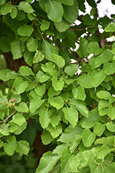 Common Mulberry (Morus alba) at Lakeshore Garden Centres