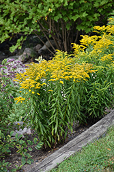Little Miss Sunshine Goldenrod (Solidago canadensis 'Little Miss Sunshine') at Lakeshore Garden Centres