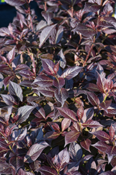 Date Night Stunner Weigela (Weigela florida 'Spring 2') at Lakeshore Garden Centres