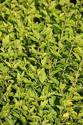 Cougar Cub Ninebark (Physocarpus opulifolius 'SueCKat') at Lakeshore Garden Centres