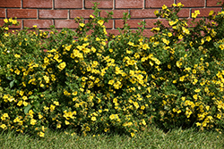 Gold Star Potentilla (Potentilla fruticosa 'Gold Star') at Peter Knippel Garden Centre
