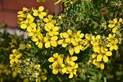 Coronation Triumph Potentilla (Potentilla fruticosa 'Coronation Triumph') at Lakeshore Garden Centres