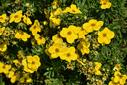 Gold Star Potentilla (Potentilla fruticosa 'Gold Star') at Peter Knippel Garden Centre