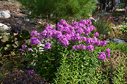 Flame Purple Garden Phlox (Phlox paniculata 'Flame Purple') at Peter Knippel Garden Centre