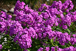 Flame Purple Garden Phlox (Phlox paniculata 'Flame Purple') at Peter Knippel Garden Centre