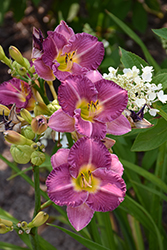 Entrapment Daylily (Hemerocallis 'Entrapment') at Peter Knippel Garden Centre