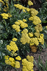 Moonshine Yarrow (Achillea 'Moonshine') at Peter Knippel Garden Centre