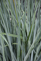 Blue Dune Lyme Grass (Leymus arenarius 'Blue Dune') at Lakeshore Garden Centres
