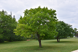 Red Mulberry (Morus rubra) at Peter Knippel Garden Centre