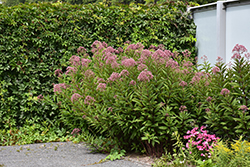Gateway Joe Pye Weed (Eupatorium maculatum 'Gateway') at Lakeshore Garden Centres