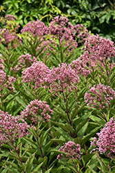 Gateway Joe Pye Weed (Eupatorium maculatum 'Gateway') at Lakeshore Garden Centres