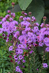 Rocky Mountain Blazing Star (Liatris ligulistylis) at Peter Knippel Garden Centre