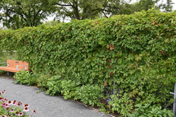Englemann Ivy (Parthenocissus quinquefolia 'var. englemannii') at Green Thumb Garden Centre