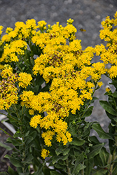 Stiff Goldenrod (Solidago rigida) at Lakeshore Garden Centres