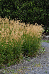 Karl Foerster Reed Grass (Calamagrostis x acutiflora 'Karl Foerster') at Peter Knippel Garden Centre