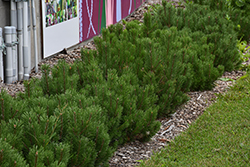Dwarf Mugo Pine (Pinus mugo var. pumilio) at Peter Knippel Garden Centre