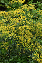 Bouquet Dill (Anethum graveolens 'Bouquet') at Lakeshore Garden Centres