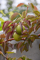 Prairie Welcome Pear (Pyrus 'Jefwel') at Lakeshore Garden Centres