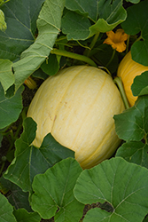 Dill's Atlantic Giant Pumpkin (Cucurbita maxima 'Dill's Atlantic Giant') at Peter Knippel Garden Centre