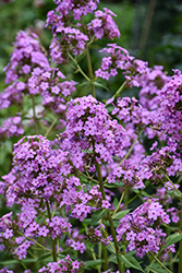 Jeana Garden Phlox (Phlox paniculata 'Jeana') at Peter Knippel Garden Centre