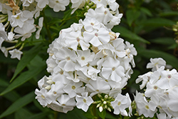 Early Start White Garden Phlox (Phlox paniculata 'Early Start White') at Lakeshore Garden Centres