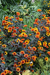 Bleeding Hearts False Sunflower (Heliopsis helianthoides 'Bleeding Hearts') at Peter Knippel Garden Centre