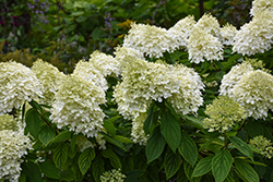Bouncy Hydrangea (Hydrangea paniculata 'Bokomabou') at Lakeshore Garden Centres
