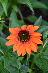 Prairie Blaze Orange Sunset Coneflower (Echinacea purpurea 'Prairie Blaze Orange Sunset') at Lakeshore Garden Centres