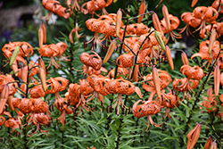 Tiger Lily (Lilium lancifolium) at Lakeshore Garden Centres
