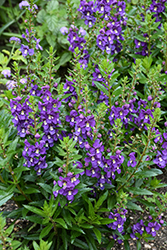 Guardian Angel Blue Angelonia (Angelonia angustifolia 'Balguaralue') at Lakeshore Garden Centres