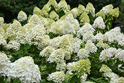 Limelight Prime Hydrangea (Hydrangea paniculata 'SMNHPPH') at Peter Knippel Garden Centre