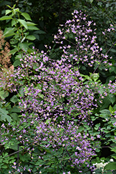 Lavender Mist Meadow Rue (Thalictrum rochebruneanum 'Lavender Mist') at Lakeshore Garden Centres