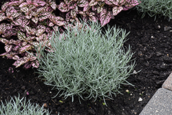 Silver Ribbon Curry Bush (Helichrysum 'HYBHS18021') at Lakeshore Garden Centres