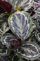 Medallion Rose Painted Calathea (Calathea roseopicta 'Medallion') at Golden Acre Home & Garden