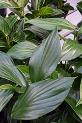 Dragon Tail Plant (Rhaphidophora decursiva) at Golden Acre Home & Garden