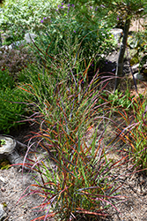 Hot Rod Switch Grass (Panicum virgatum 'Hot Rod') at Lakeshore Garden Centres