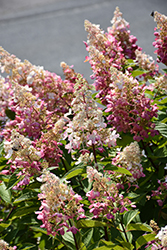Pinky Winky Prime Hydrangea (Hydrangea paniculata 'ILVOHPPRM') at Peter Knippel Garden Centre