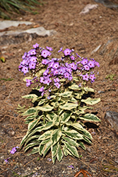 Olympus Garden Phlox (Phlox paniculata 'Olympus') at Lakeshore Garden Centres