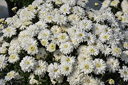 Calm White Chrysanthemum (Chrysanthemum 'Calm White') at Lakeshore Garden Centres