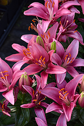 Lily Looks Tiny Pearl Lily (Lilium 'Tiny Pearl') at Peter Knippel Garden Centre