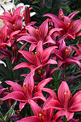 Lily Looks Tiny Ghost Lily (Lilium 'Tiny Ghost') at Lakeshore Garden Centres