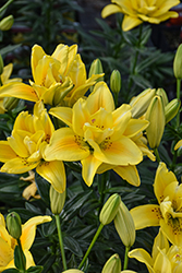 Fata Morgana Lily (Lilium 'Fata Morgana') at Lakeshore Garden Centres