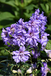 Delgenius Breezin Larkspur (Delphinium 'Breezin') at Peter Knippel Garden Centre