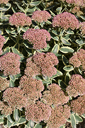 Autumn Charm Stonecrop (Sedum 'Autumn Charm') at Lakeshore Garden Centres