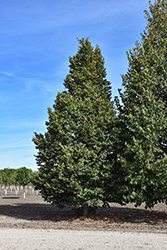 Lighthouse Linden (Tilia x flavescens 'Jefhouse') at Lakeshore Garden Centres