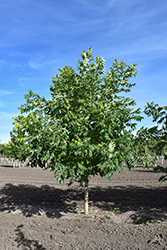 Stallion Cork Tree (Phellodendron amurense 'Jefstal') at Lakeshore Garden Centres
