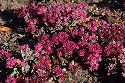 Sunsparkler Cosmic Comet Stonecrop (Sedum 'Cosmic Comet') at Peter Knippel Garden Centre
