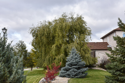 Prairie Cascade Weeping Willow (Salix 'Prairie Cascade') at Lakeshore Garden Centres